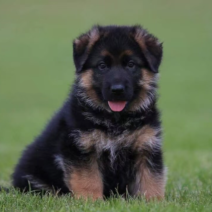 CSV赛西犬舍双血统赛级高端德牧，伴侣，工作，护卫