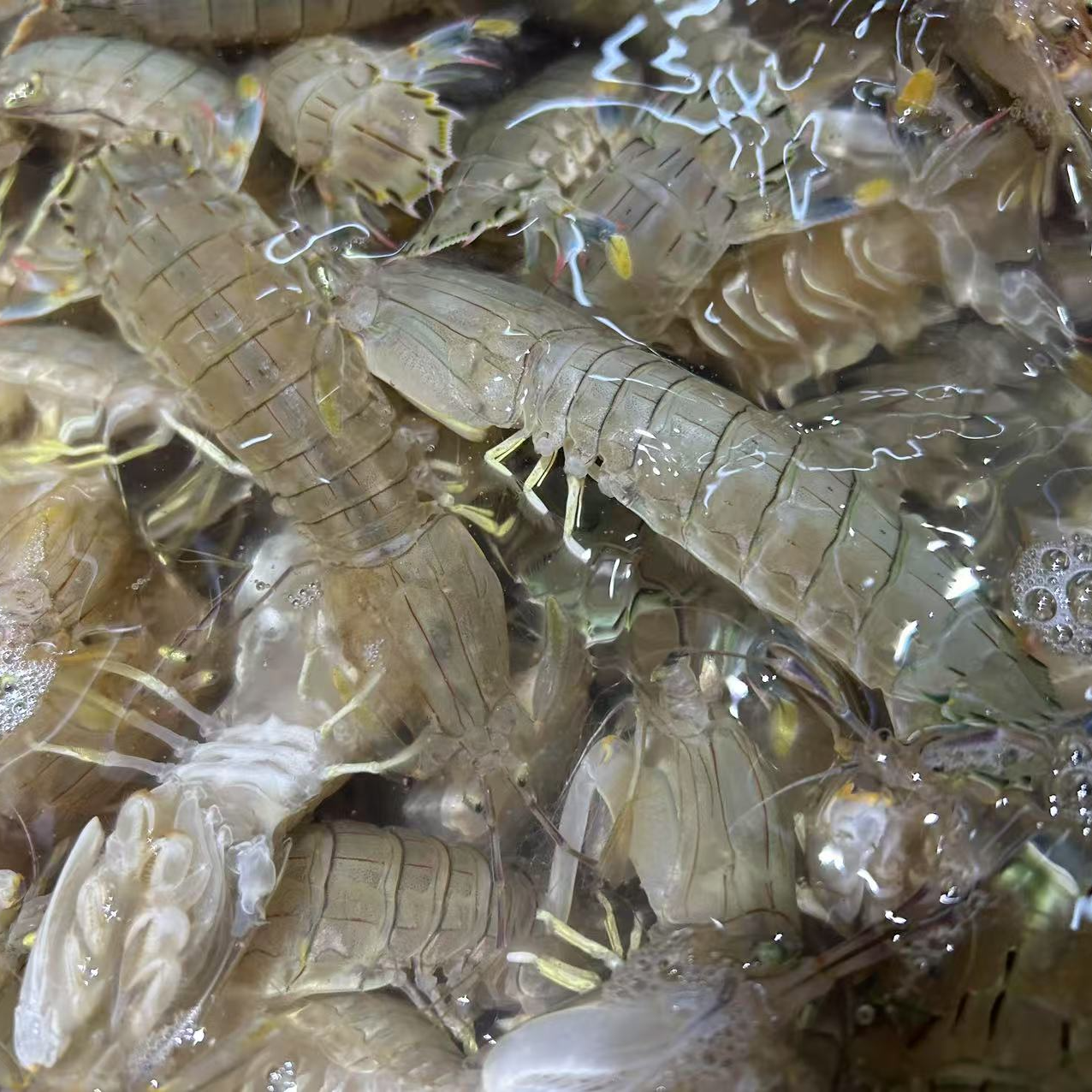 虾爬子1.3-1.5斤左右 手挑公母混 大小混 保鲜不保活介意慎拍 （海鲜）