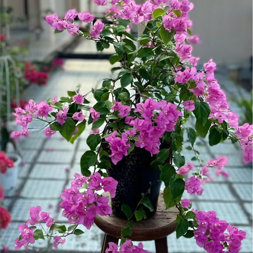 【138】三角梅高飘花卉绿植 直播间一物一拍 以直播间为准