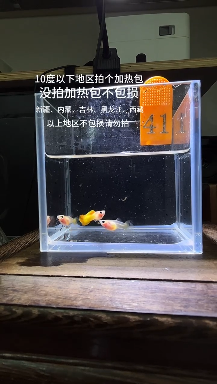 孔雀鱼黄金玻璃普通体41