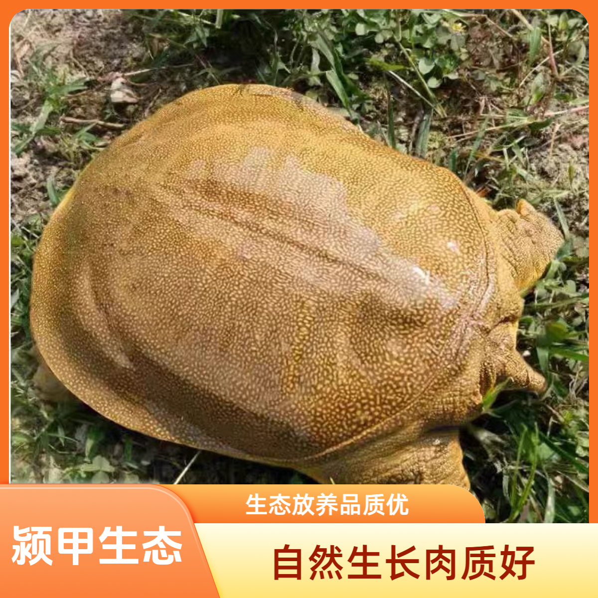 外塘公甲鱼单只共｛4-5｝斤生猛青黄背甲鱼顺丰温控包裹包邮包活