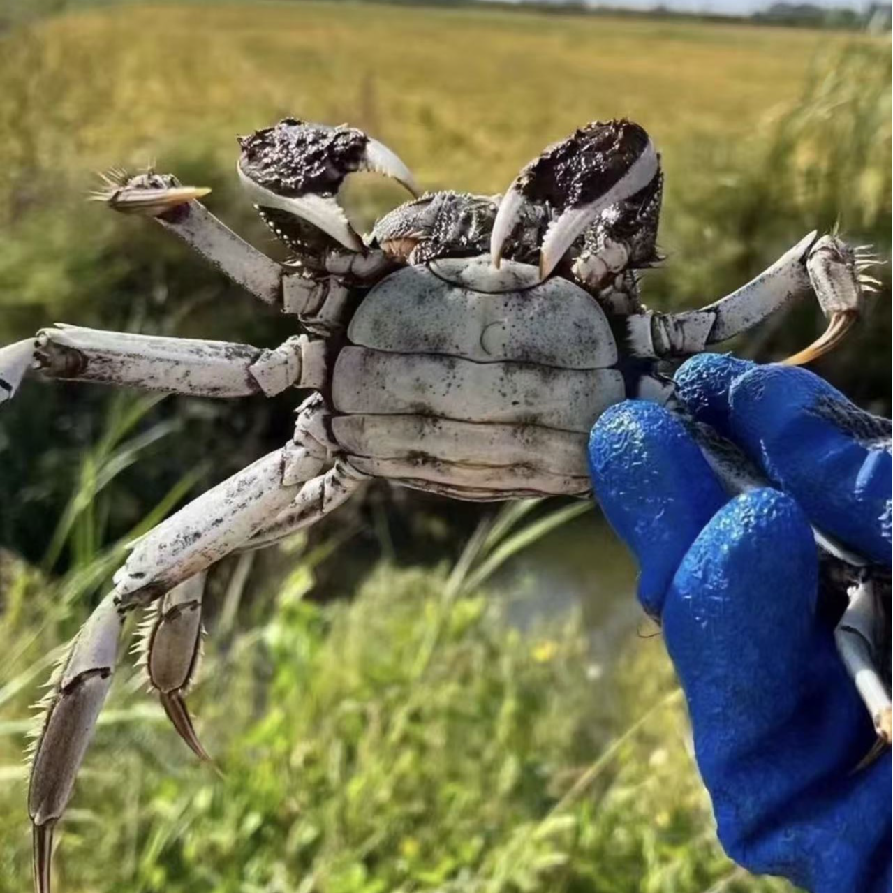 【活蟹】盘锦河蟹稻田蟹盘锦全母20+5只1-0.8两25只京东包邮海鲜水产