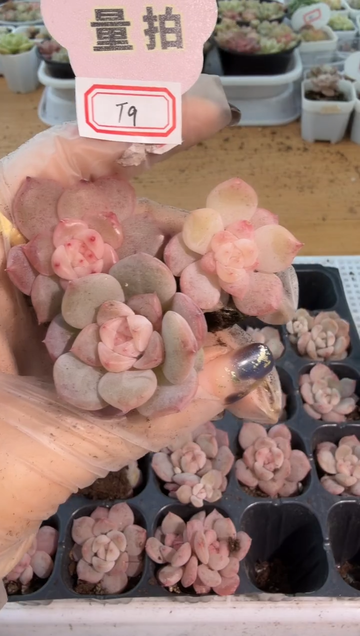 T9粉甜心单双混 3颗量拍混发 满9.9包邮