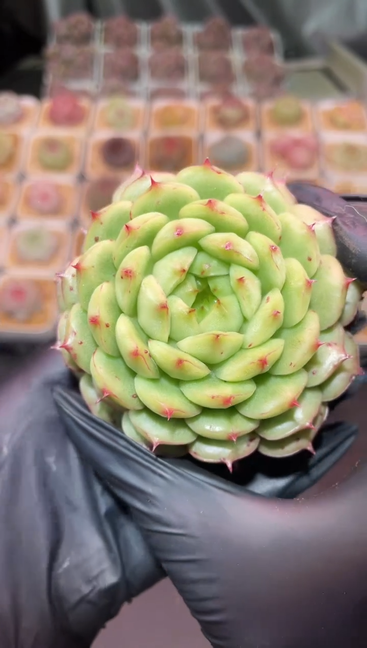 闪购759 y-11多肉一颗  7-8厘米