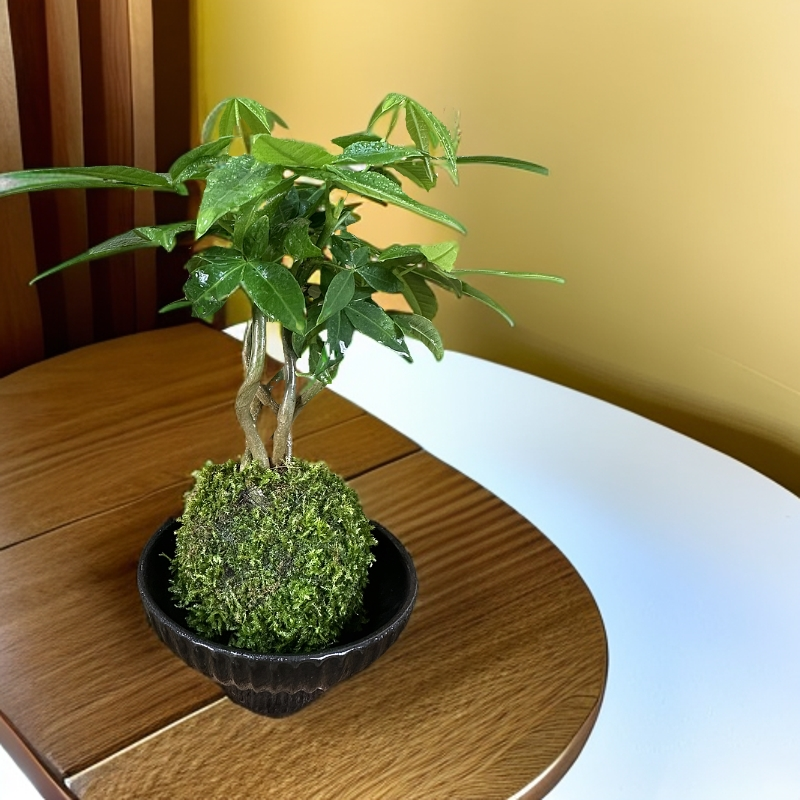 【小满园艺】奇趣发财树-苔藓球创意盆栽四季常绿室内好养净化空气