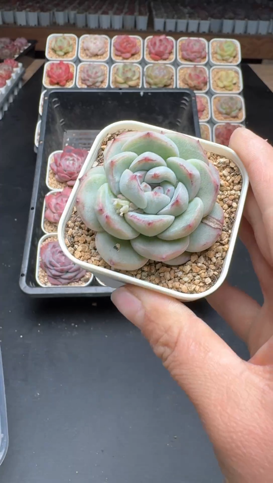 【闪购商品】652B物拍多肉带盆土6.5杯拍3颗包柚