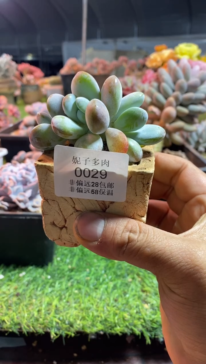 【闪购商品】0029雪美人aaaa