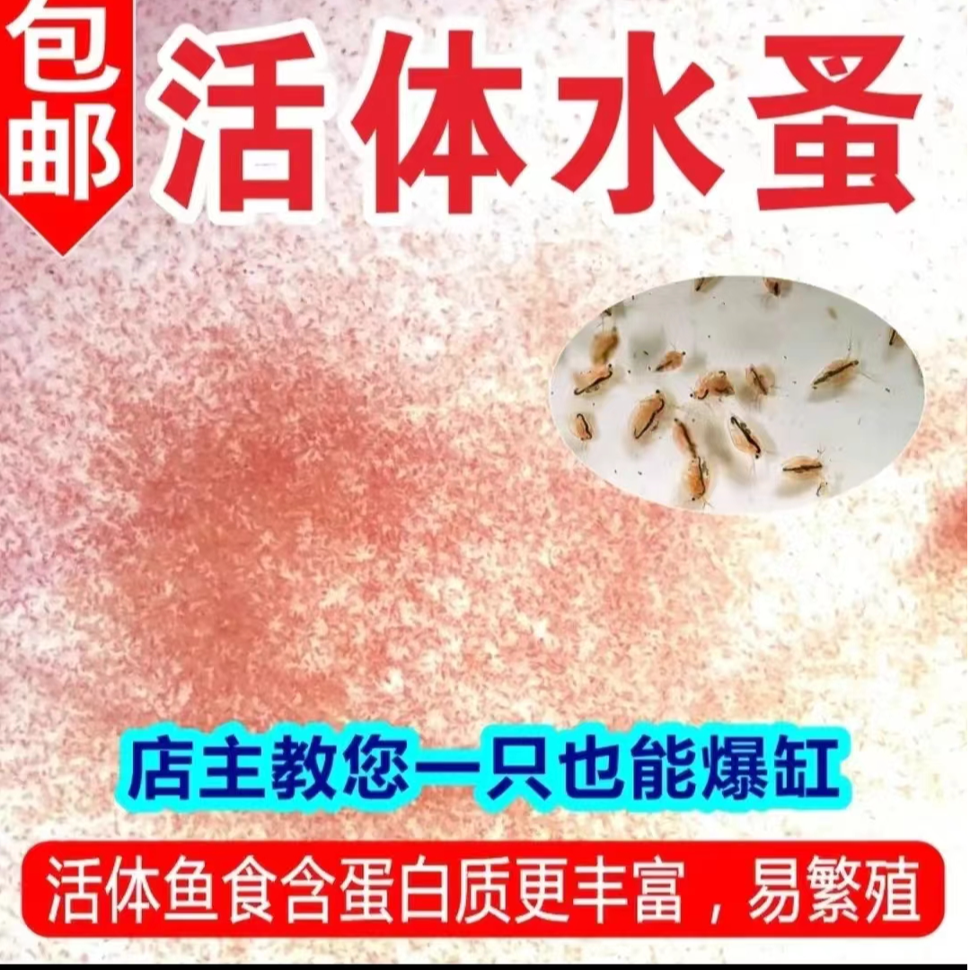 水蚤 种可繁殖鱼虫活体水蚤淡水轮虫