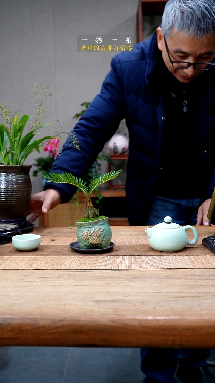 完全开放喇*?铁树496