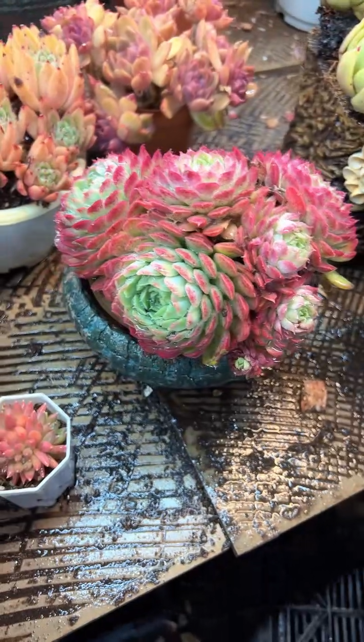 m****s多肉植物一物一拍23499