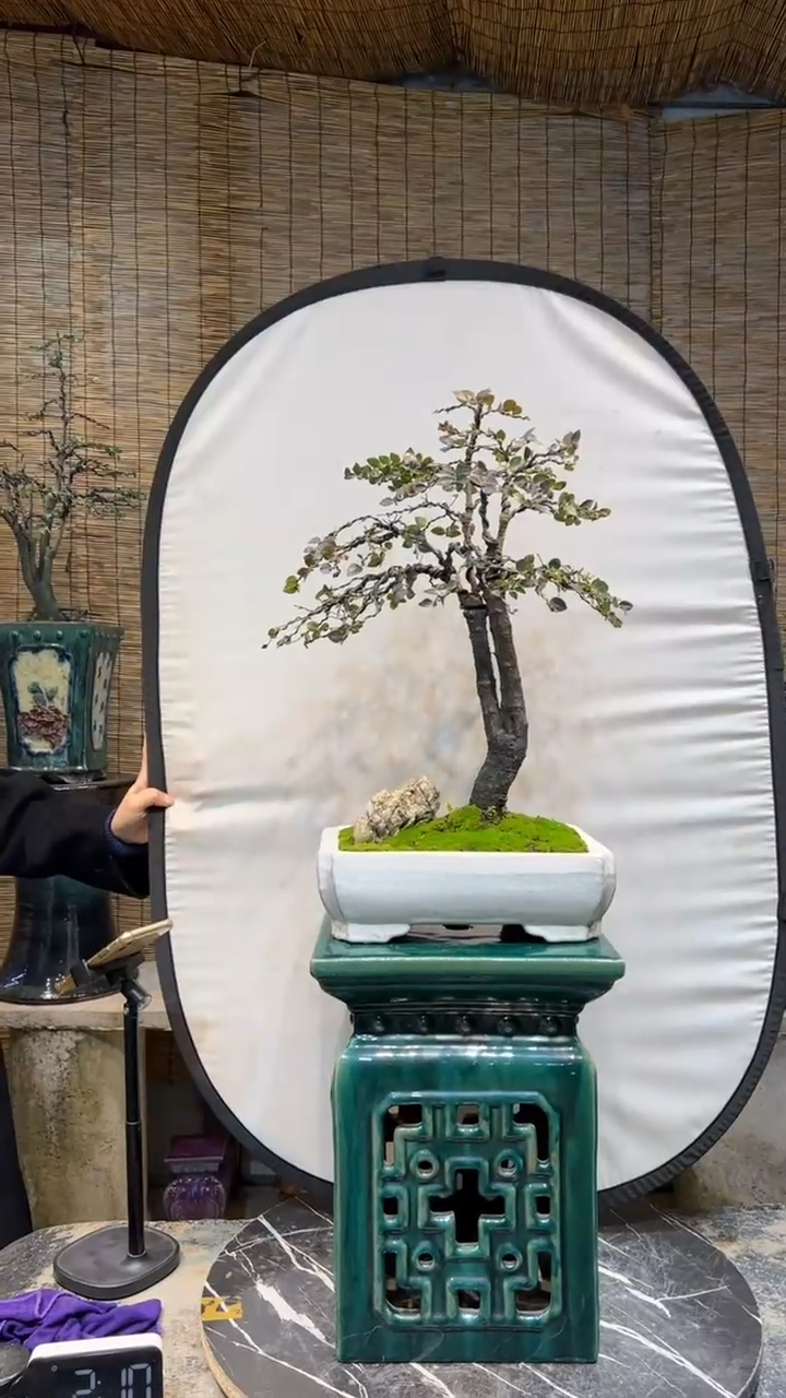 【闪购商品】盆景盆景