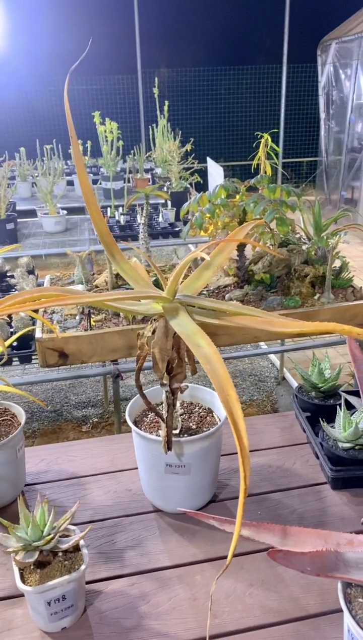 【闪购商品】原生芦荟脱土FB-1311