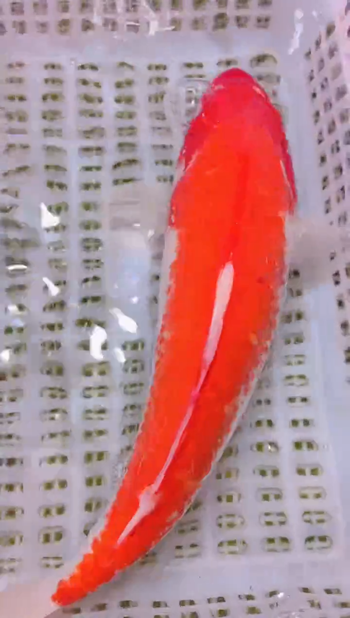 锦鲤冷水观赏鱼全场包邮107