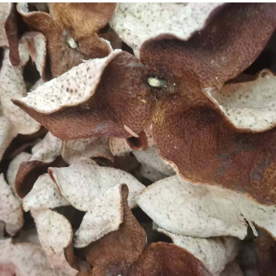 新会农户自种自存三年大红皮