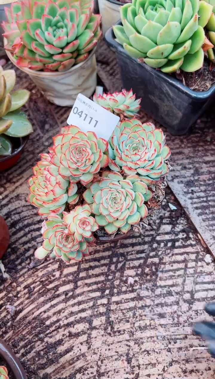 依****）多肉植物一物一拍04111