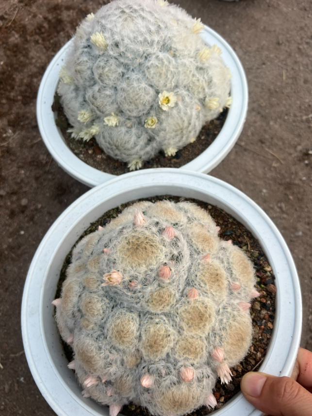 二妹园艺【 1盆 超大号白星 带花苞 实生根 】【精品纯控氧】带盆土发