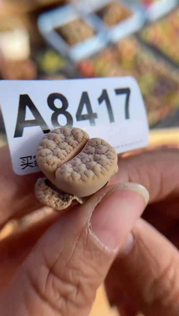 【闪购商品】8417直播一物一拍