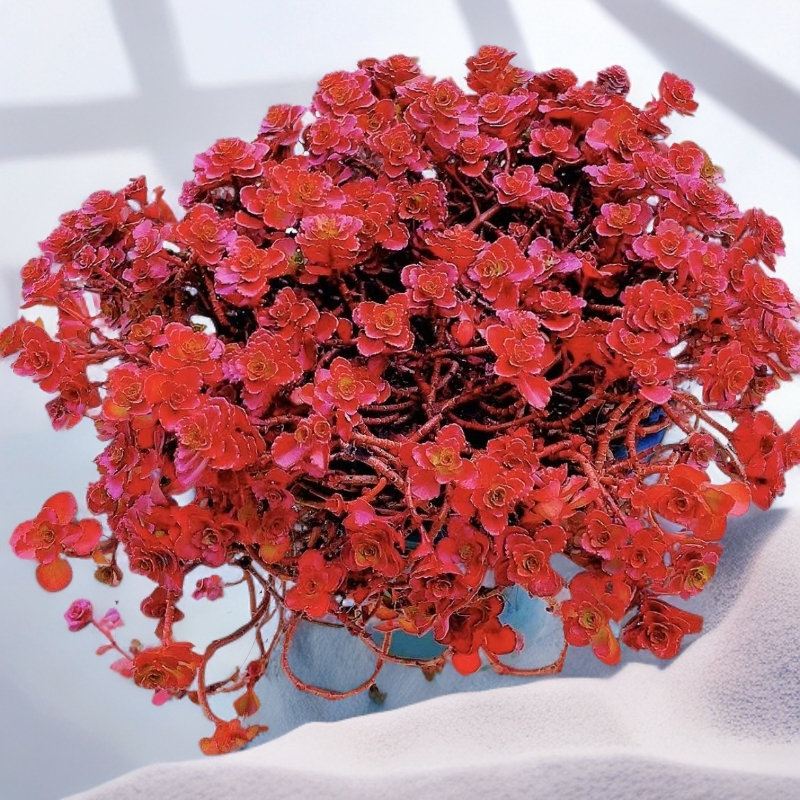 小球玫瑰喜水多肉老桩群生植物室内外好养四季绿植盆栽带盆带土发