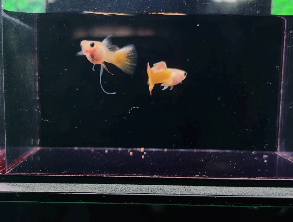 孔雀鱼精挑精品孔雀鱼