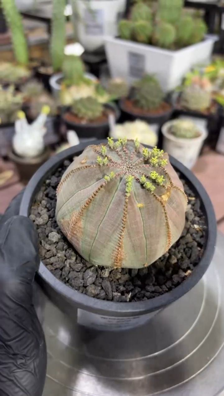 布纹球大戟FC-329