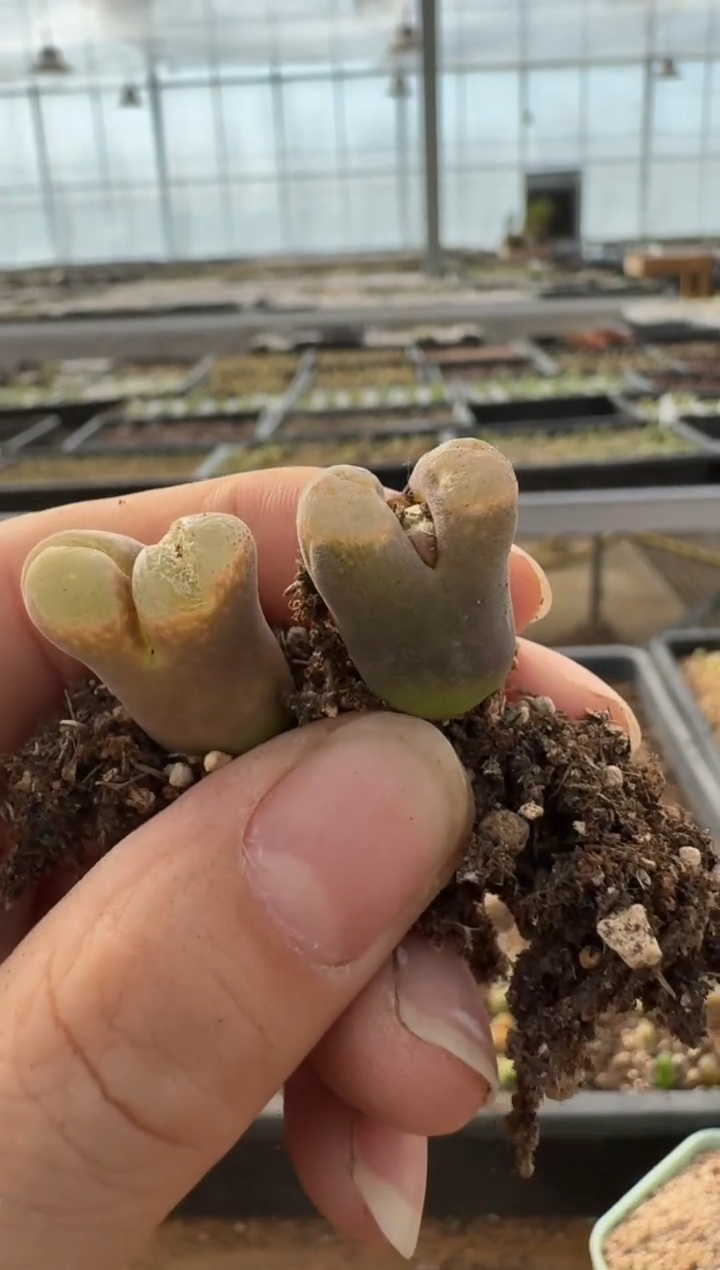 【闪购商品】7-342