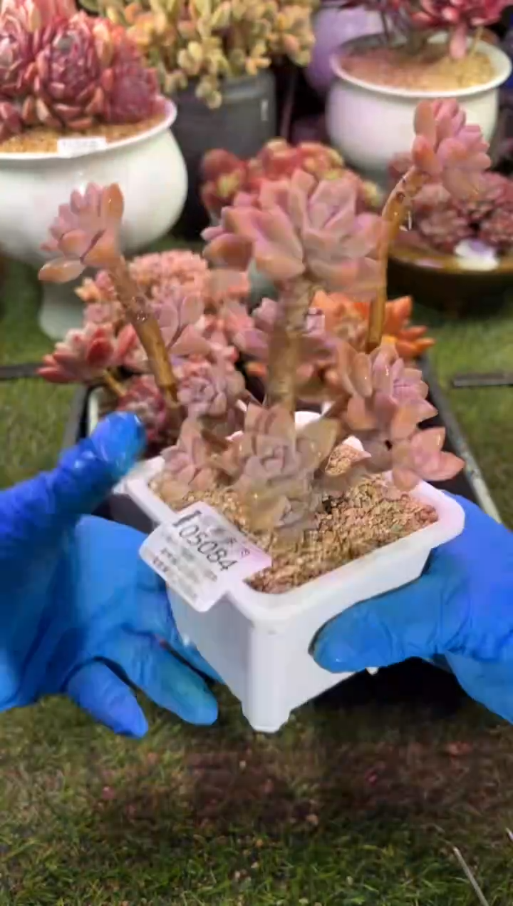 【闪购商品】05084