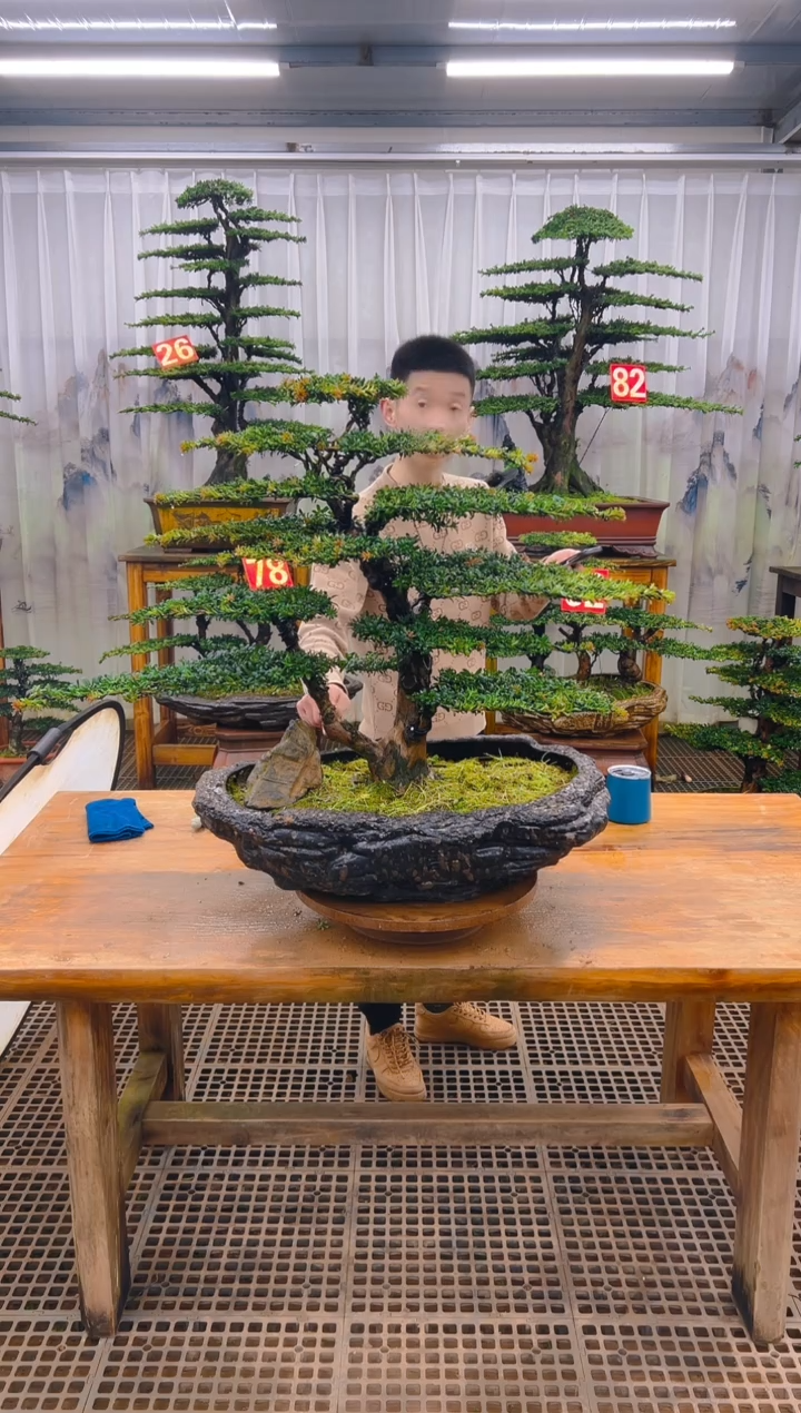 无花朵塞**乐精品盆景直播间一物一拍