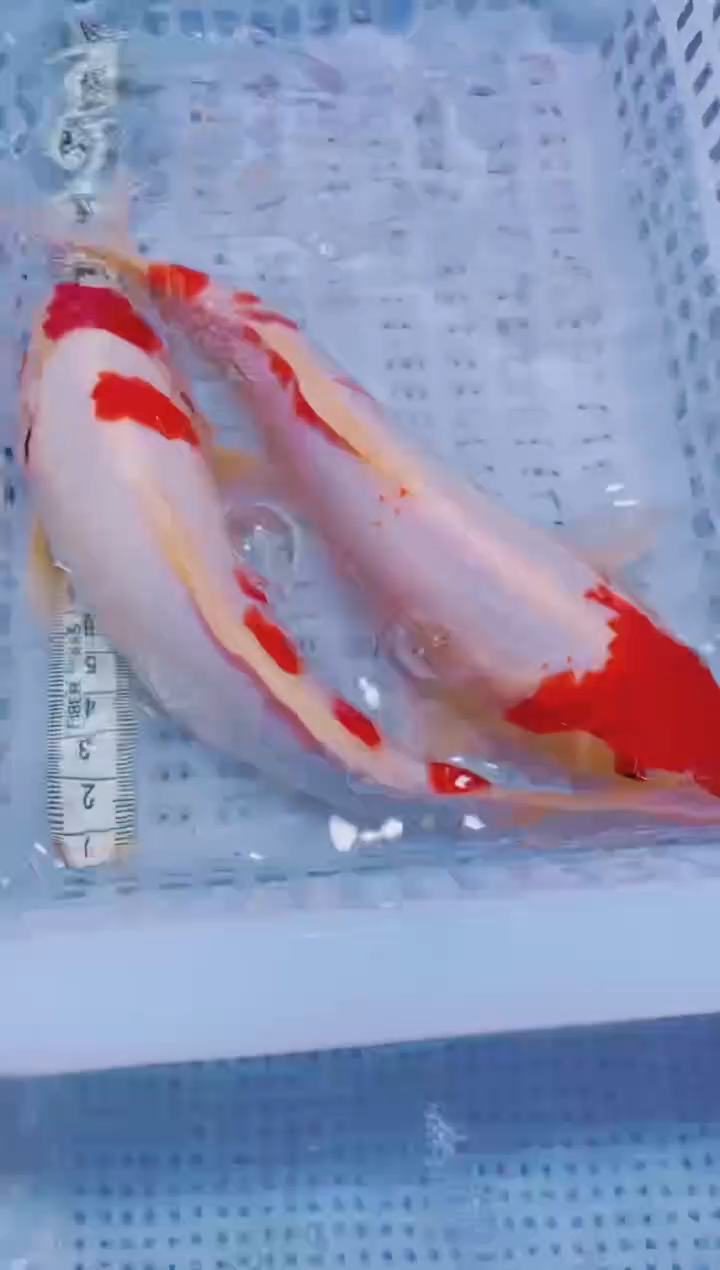 锦鲤血统锦鲤全场包邮89