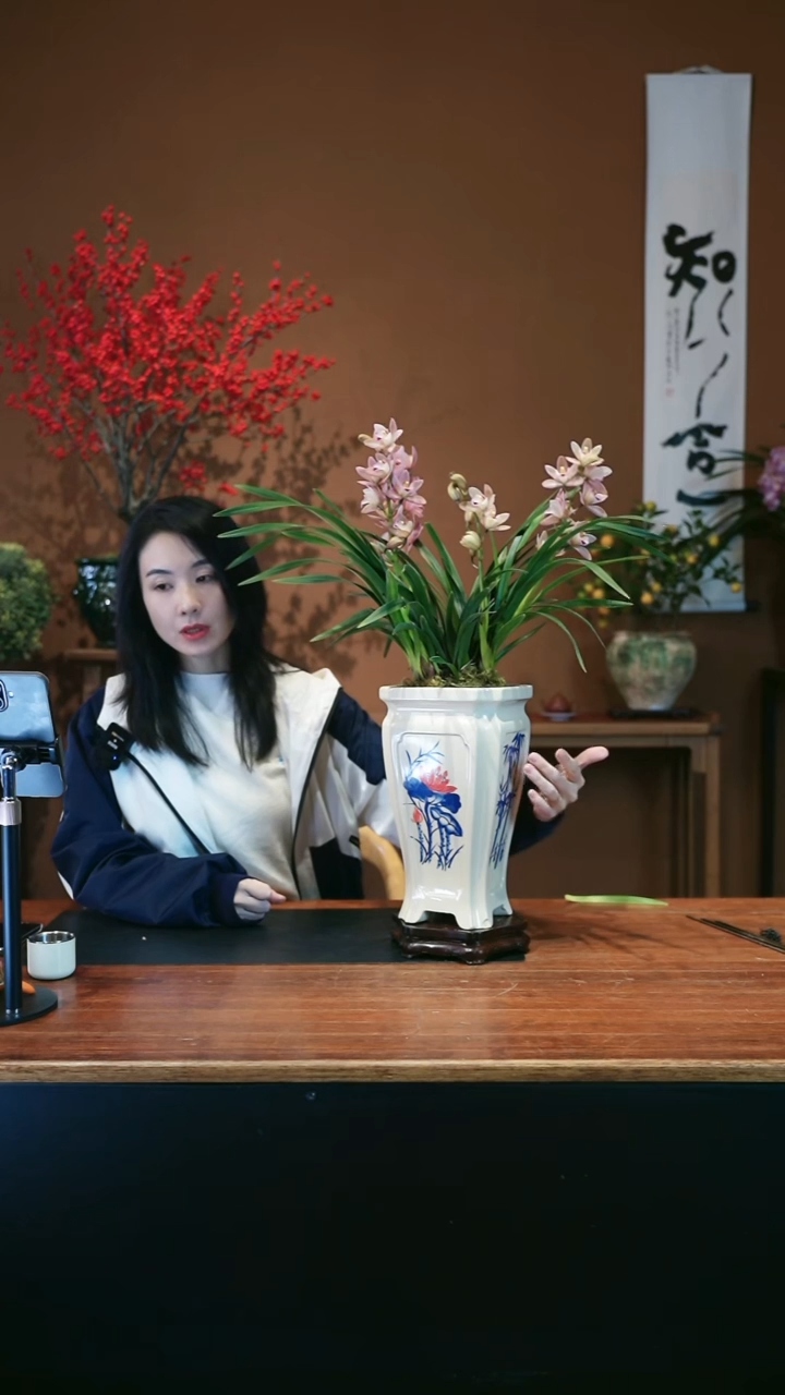 全部花朵樱花盆景盆景盆景