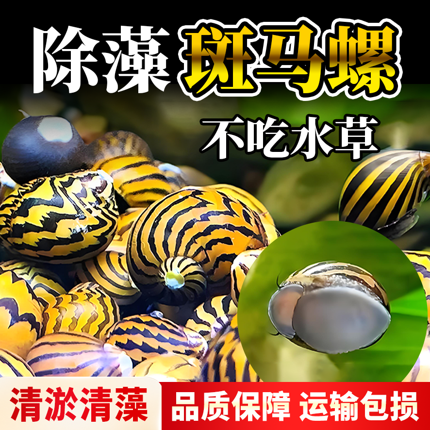 鱼缸清洁神器斑马螺- 观赏螺活体 除藻控苔草缸造景必备 水质净化