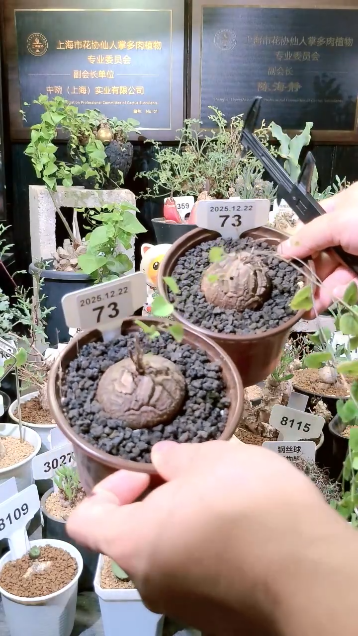 73号1222福利南非龟甲龙买一送一