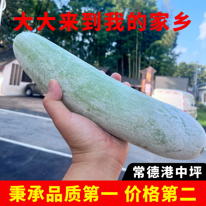 常德港中坪水果迷你冬瓜农户自种