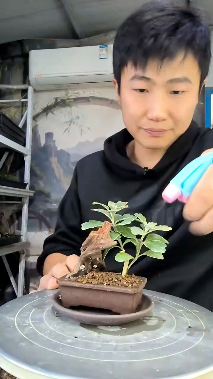 芃**麻中青园艺一物一拍花452