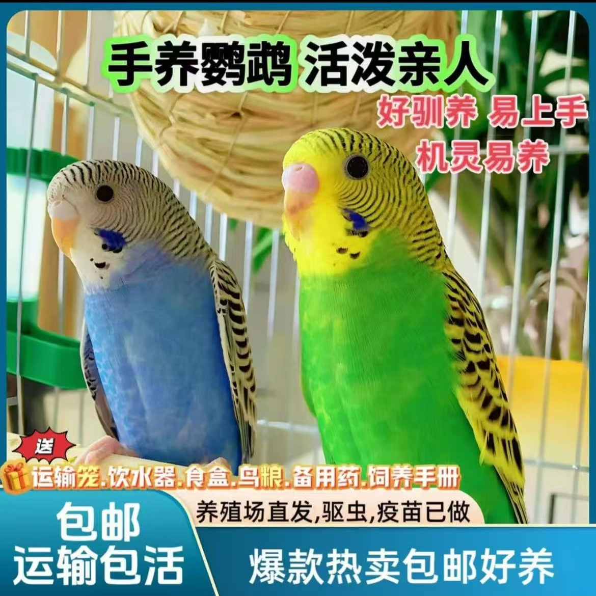 2只  会说话的彩色虎皮鹦鹉鹦鹉小鸟手养亲人上手不咬人