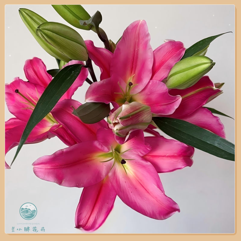 【兰小胖】精选-西诺红香水百合 5枝装两头 超长花期 顺丰发货