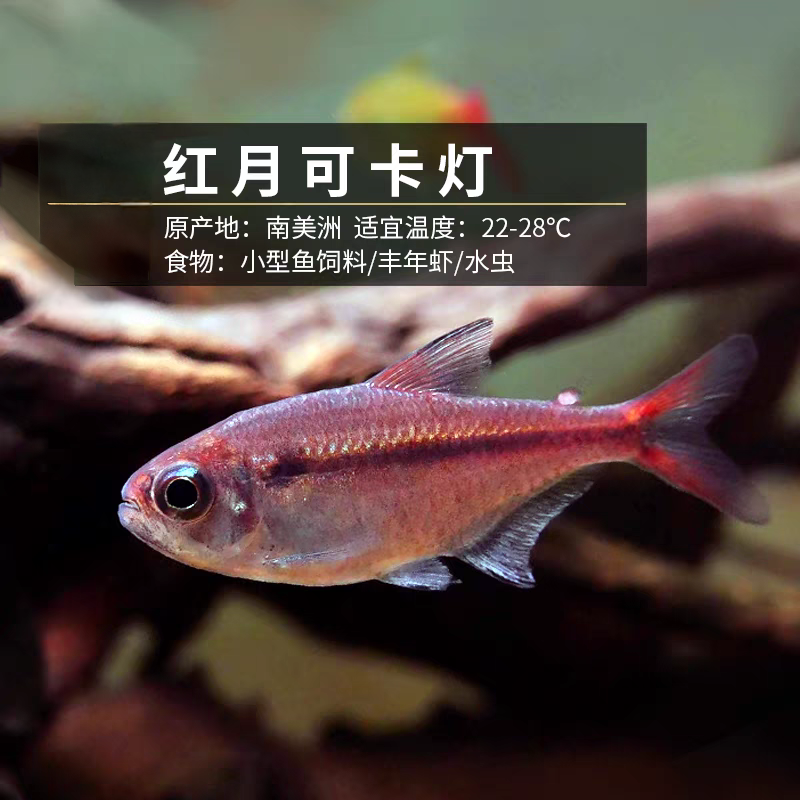 小型热带观赏鱼 红月可卡 好养易活灯科鱼草缸混养群游