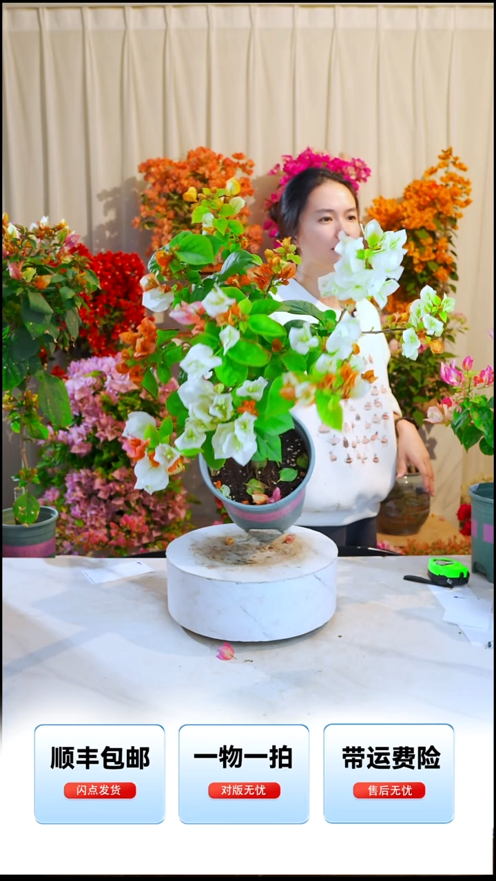 大部分开放少量花苞黄金凤凰