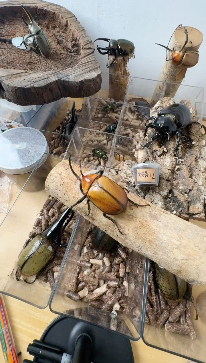 65x41蓝绿后代1只 1l