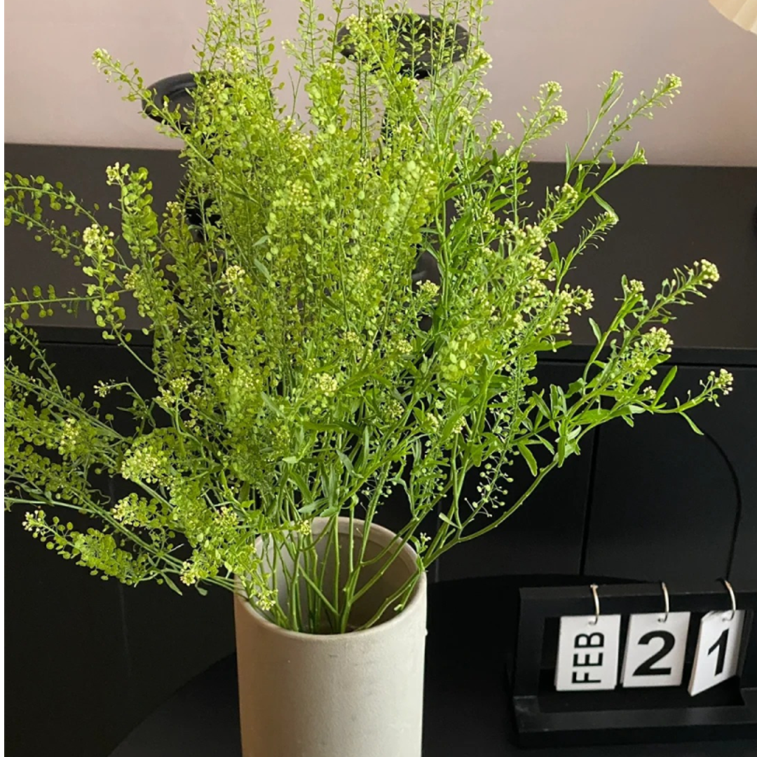 【半岛花铺】绿灵草 任意2单或以上包邮发货鲜切花