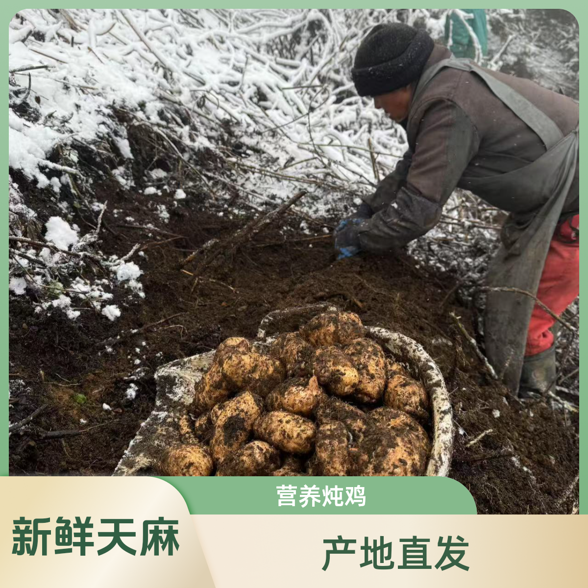 【新鲜天麻】云南高山天麻小草坝新鲜天麻仿野生长产地直发炖鸡煲汤