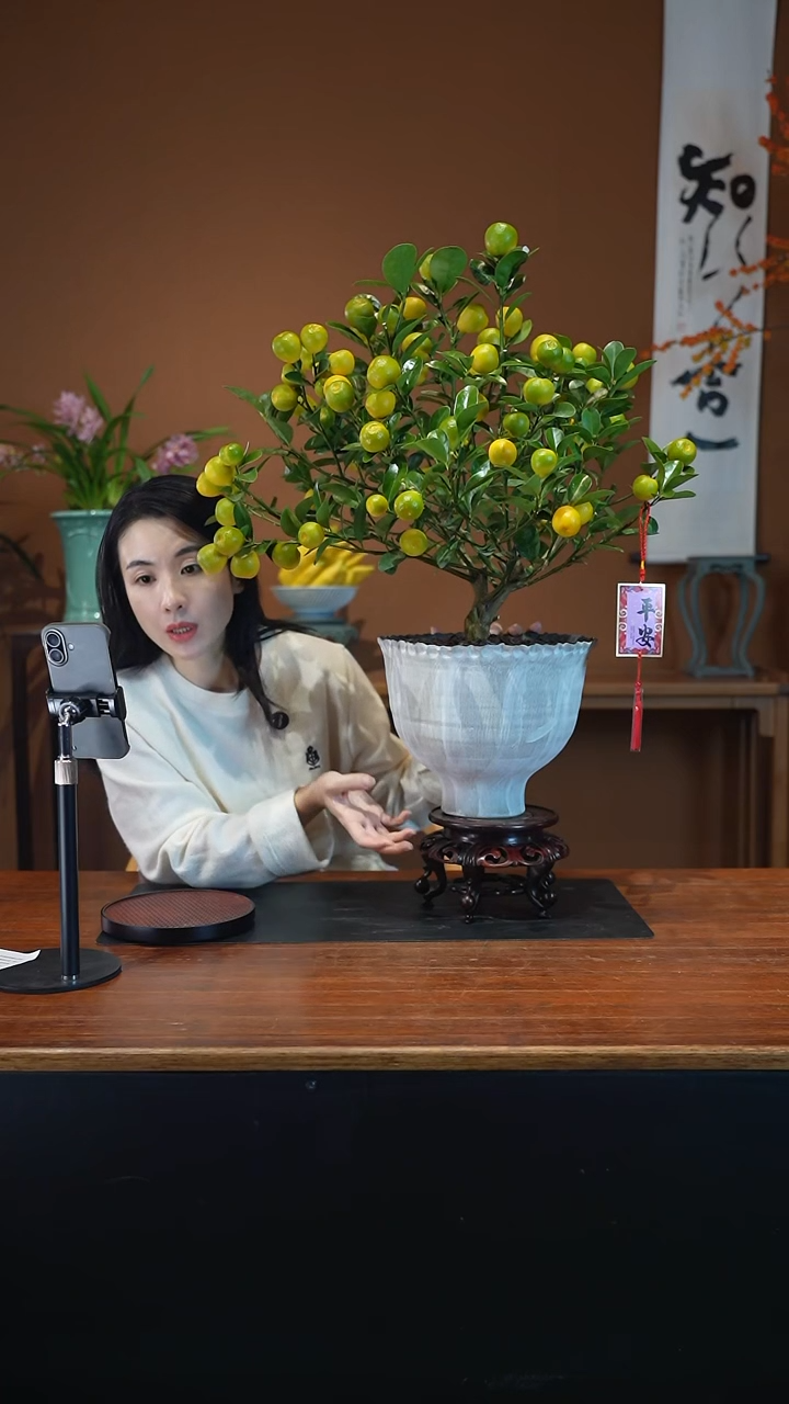 全部花朵金蛋白盆盆景盆景盆景