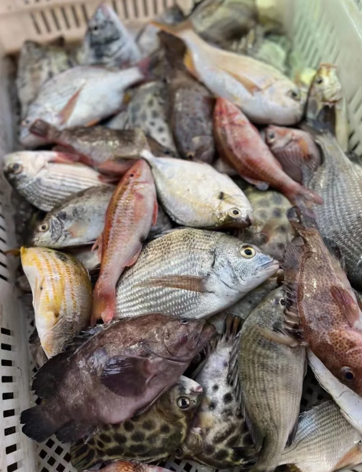 杂鱼链接具体以直播间为主