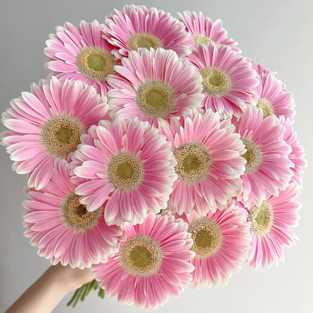 【非洲菊】云南鲜花 一单包邮 云南鲜花昆明基地现采现发