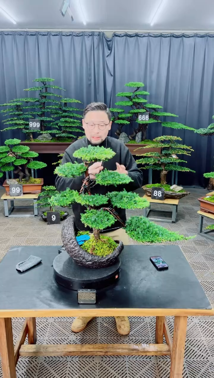 无花朵盆景......