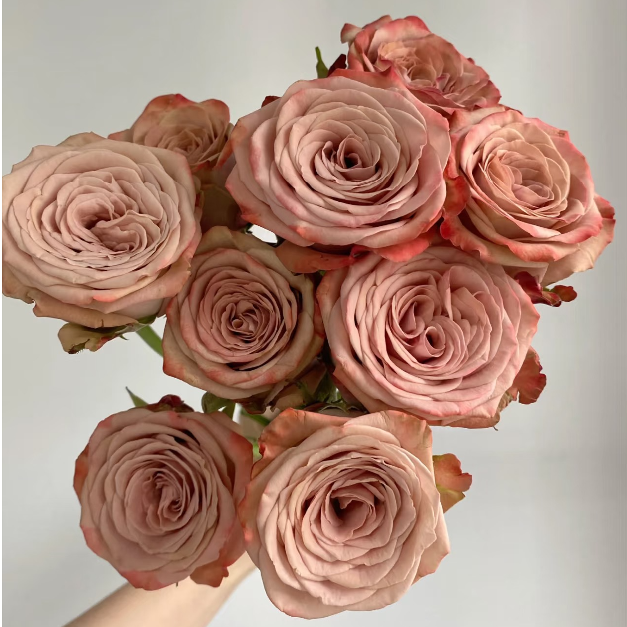 【卡布奇诺复古玫瑰】任意拍两单升级顺丰三单送配草 鲜花基地直发