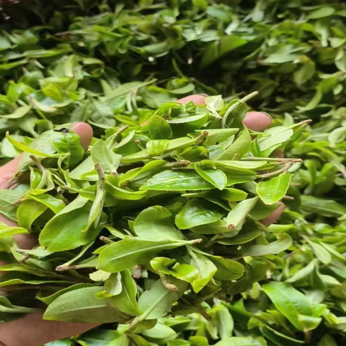 诚泰茶叶 -通用链接一线名山头8克*2泡