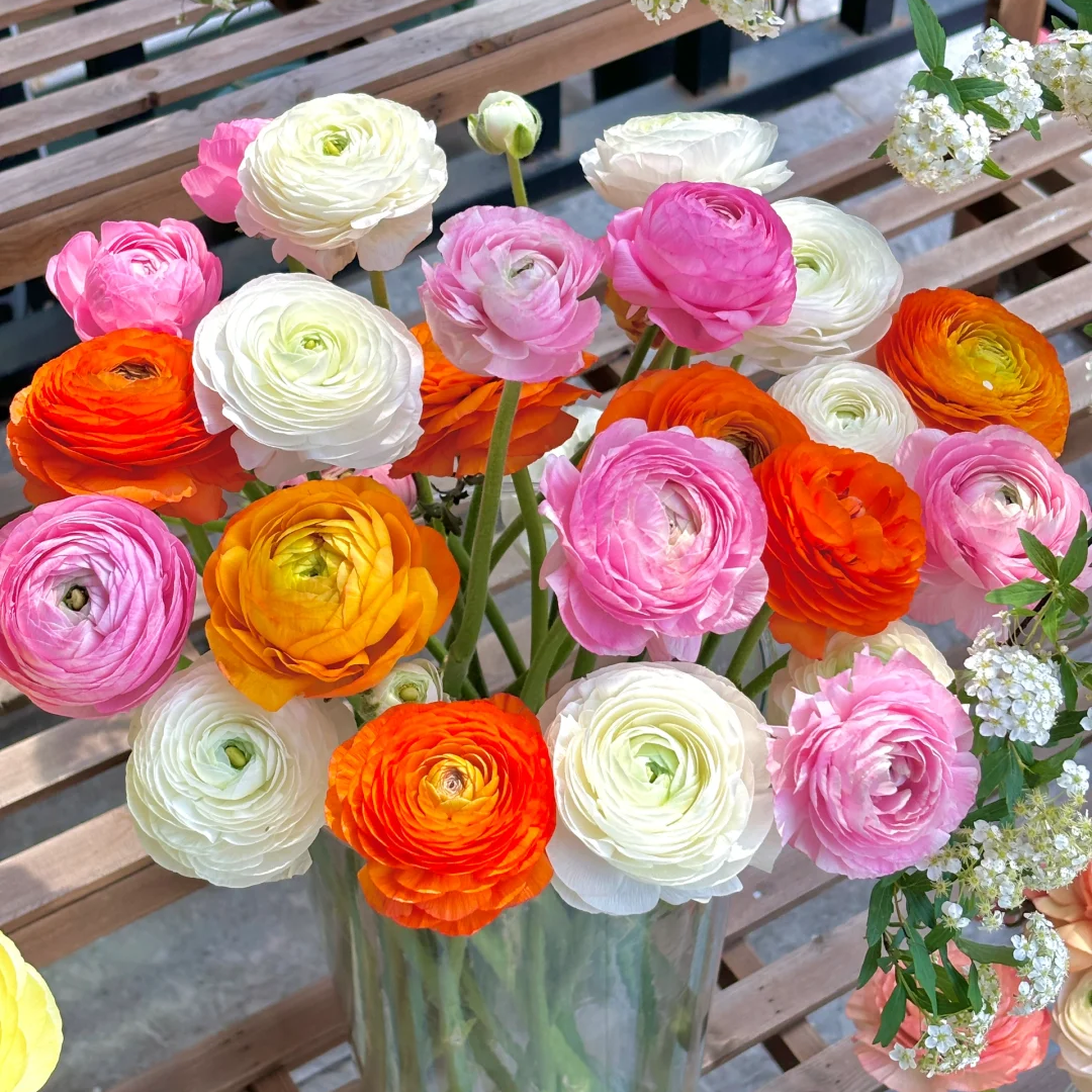 【洋牡丹】好养花期久云南新鲜鲜花基地直发任意两件包邮送货上门