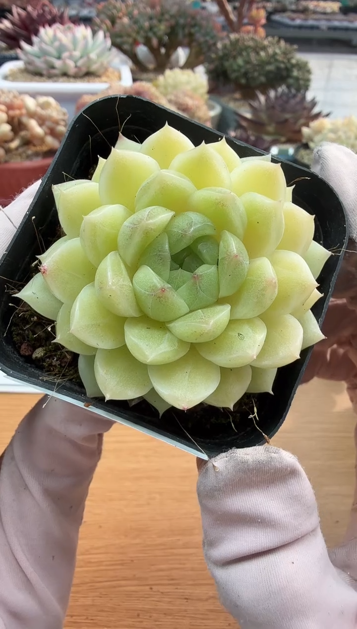 东云多肉园二店-174