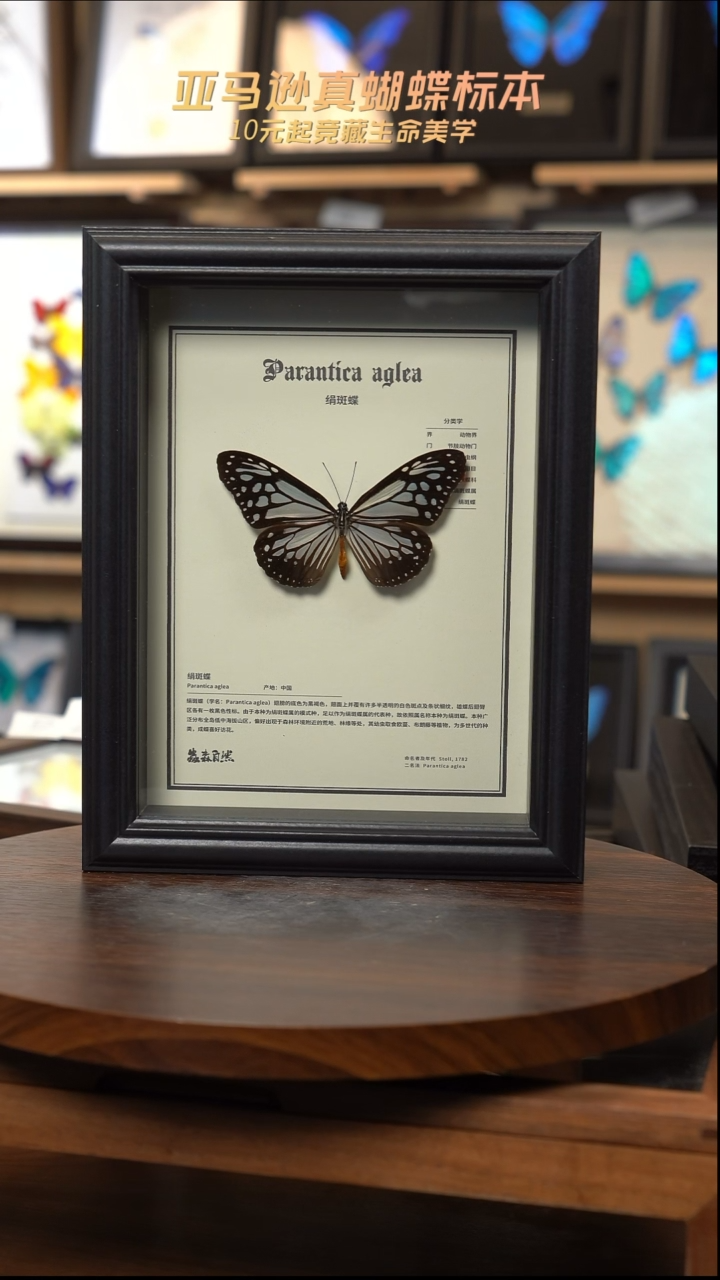 绢斑蝶八寸中文科普款