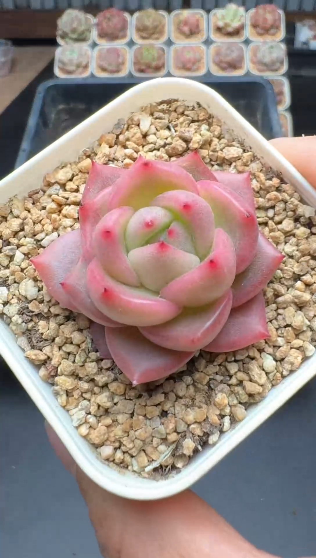 【闪购商品】480A号一物一拍多肉花卉植物拍3颗起发